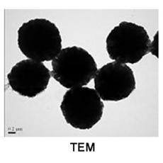 ZI814283 γ-三氧化二铁磁性微球, 基质:SiO2,表面基团:-Epoxy,粒径:0.1-1μm,单位:5mg/ml