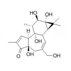 佛波醇分析标准品,HPLC≥98%