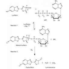 Z912668 荧光素酶 来源于萤火虫, 超纯级,≥98%(SDS-电泳),冻干粉，15-30×106光单位/毫克蛋白