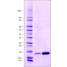 Z900266 亲合素 来源于鸡蛋白, 冻干粉, 10-15 units/mg protein (E1%/280), ≥98%