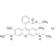 Z917244 罗丹明6G, Biological stain