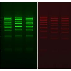 Agarose Gel Loading Buffer-Glycerol/Double Blue（甘油型双蓝色DNA上样液），6×