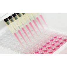 填入法DNA探针末端标记试剂盒