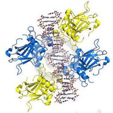 Taq DNA聚合酶伴侣