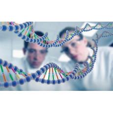 人甲基化/非甲基化DNA标准品