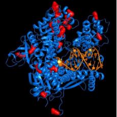 RNase A干粉