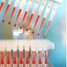 转基因元件泛素基因启动子PCR试剂盒