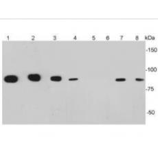 Anti-CD34 antibody