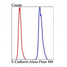 Anti-E-Cadherin antibody