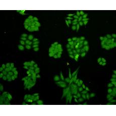 Anti-Cyclin D1 antibody