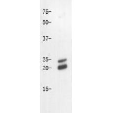 Anti-Caveolin-1 antibody