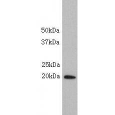 Anti-SCA-1 antibody