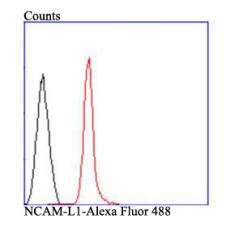 Anti-NCAM-L1 antibody