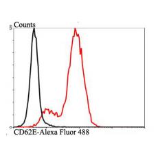 Anti-CD62E antibody