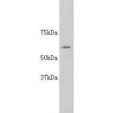 Anti-Alkaline Phosphatase(For 4 isoform) antibody