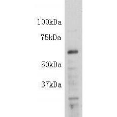 Anti-Alkaline Phosphatase(PLAP-1/PLAP-like) antibody