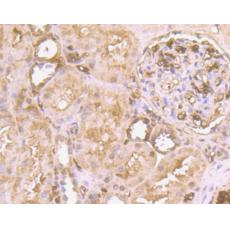 Anti-Glycophorin A antibody