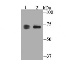 Anti-COX1/Cyclooxygenase 1 antibody