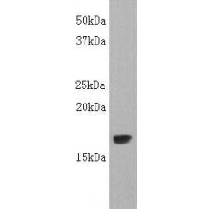 Anti-LT-alpha antibody