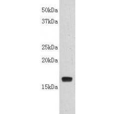 Anti-LT-alpha(C-term) antibody