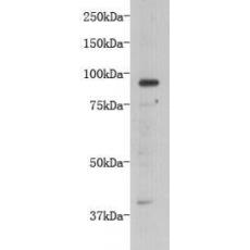 Anti-TMEM132B antibody