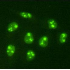 Anti-PiggyBac transposable element-derived protein 5 antibody