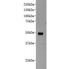 Anti-Protocadherin-16 antibody