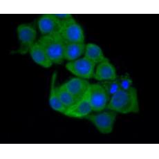 Anti-Frizzled-5 antibody