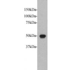 Anti-Protocadherin Fat 1 antibody