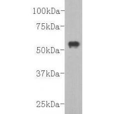 Anti-HA Tag antibody