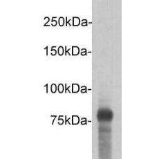 Anti-DYKDDDDK Tag (FLAG) antibody