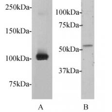 Anti-C-myc antibody