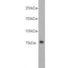 Anti-DYKDDDDK Tag(FLAG) HRP antibody