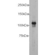 Anti-C-myc HRP antibody