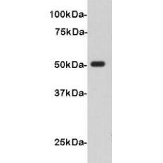 Anti-V5-Tag antibody