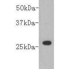 Anti-GST HRP antibody