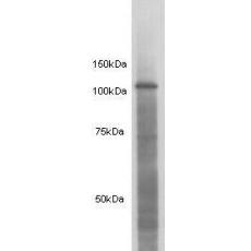 Anti-Amyloid Beta A4 Precursor (APP) antibody