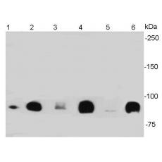 Anti-Beta-Catenin antibody