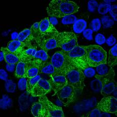 Anti-Alpha-tubulin antibody