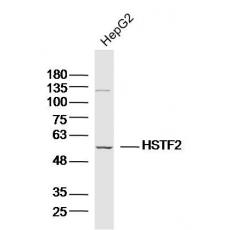 Anti-HSTF2 antibody