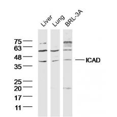 Anti-ICAD antibody