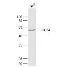 Anti-ICAM1/CD54 antibody