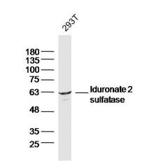 Anti-Iduronate 2 sulfatase antibody