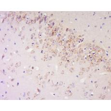 Anti-IFNA4 antibody