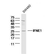 Anti-IFNE1 antibody