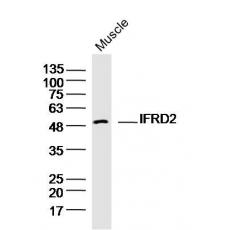 Anti-IFRD2 antibody
