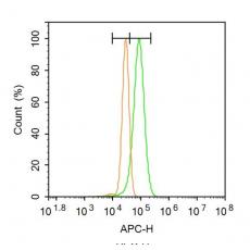 Anti-ILDR1 antibody