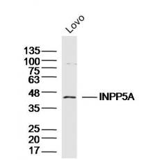 Anti-INPP5A antibody
