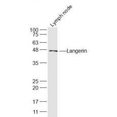 Anti-Langerin antibody