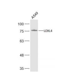 Anti-LOXL4 antibody